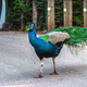 Illustration for article titled Here’s Why I Wasn’t Wrong To Assume That The Wandering Peacocks At The Zoo Were Up For Grabs